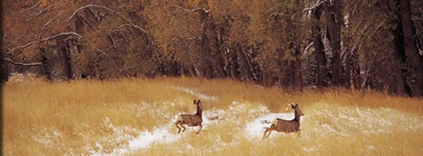 Deer Stalking by Newton Stewart